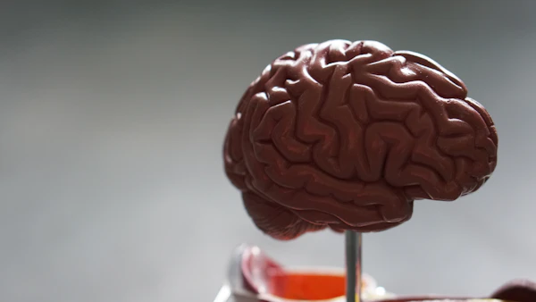 Medical brain anatomy model used in clinical health education